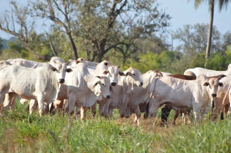 Selo internacional impulsiona investimentos na pecuária do Paraná